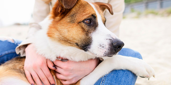 Ley Kiara regula servicios de cuidado para animales