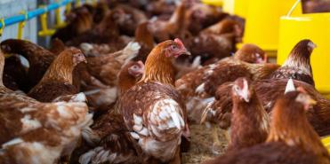 Minsalud modifica requisitos sanitarios para plantas de beneficio avícola (Freepik)