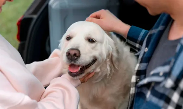 ATENCIÓN: Nuevos requisitos del ICA para el ingreso o salida de perros y gatos al país (Freepik)