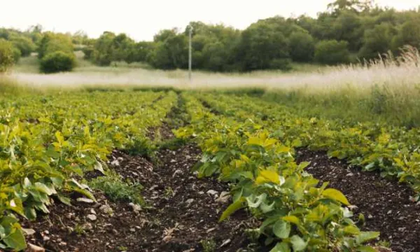 Radican proyecto de ley para apoyar a productores en el acceso a insumos agropecuarios (Freepik)