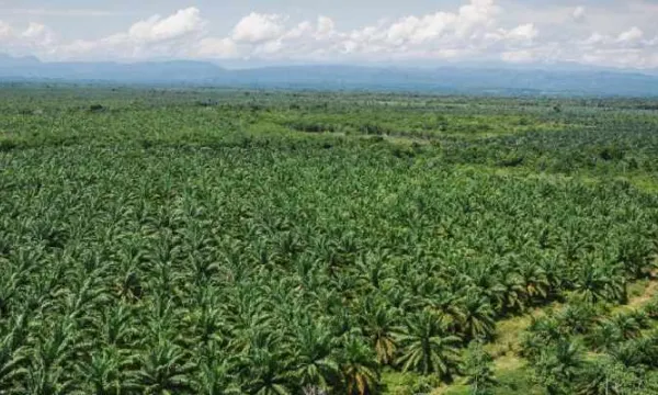 Reglamentan la plataforma tecnológica ‘Mi Registro Rural”, para acceder a incentivos, subsidios o apoyos estatales (Minagricultura)