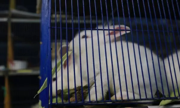 Exclusión de IVA en venta de animales vivos no recae sobre contratos de mandato, comisión o agencia comercial (Freepik)