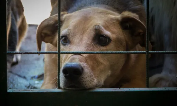 maltratoanimal-albergue-animales.jpg