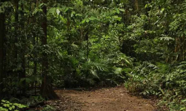 reservaforestal-concesión-ambiental(Freepik).jpg