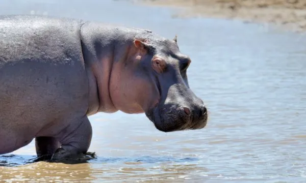 Consejo de Estado convoca a audiencia para debatir si hipopótamos son una especie invasora (Freepik)