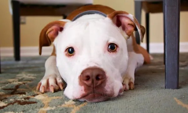 perro-raza-pitbul(rawpixel)