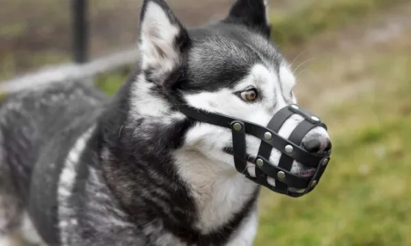 prohiben-usar-animales-disuadir-manifestaciones(freepik)
