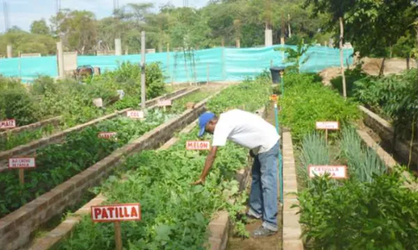 Inexequible decreto sobre medidas en materia de agricultura y desarrollo rural en La Guajira (Prosperidad Social)