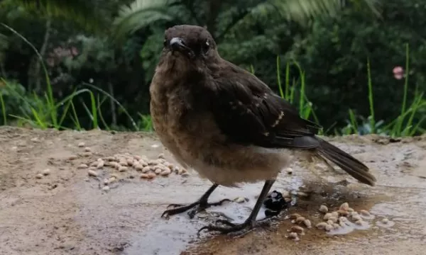 Declaran a Colombia territorio estratégico para la conservación y el avistamiento de aves (Mauricio Arandia)