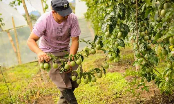 Sin efecto sanciones impuestas a campesinos que talaron cuatro robles sin permiso (Minagricultura)