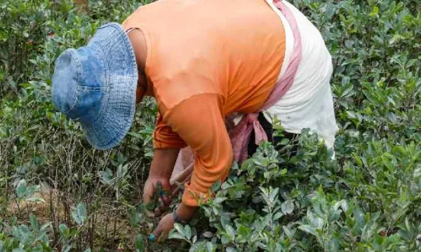 Trasladar al erradicador manual de cultivos responsabilidad por mina antipersonal es desproporcionado (Unidad de víctimas)