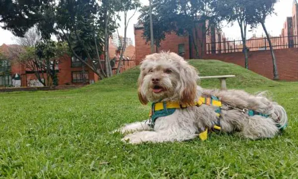 IMPORTANTE: Decretan inembargabilidad de los animales de compañía