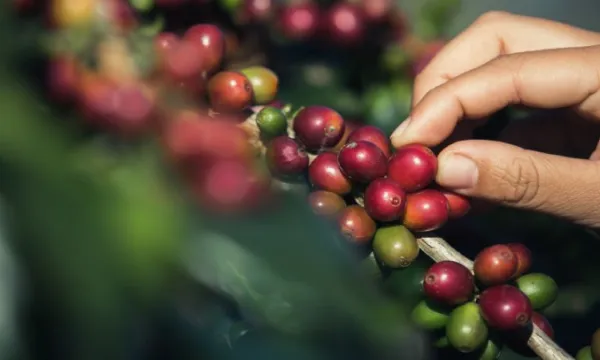 Esta ley protege al sector cafetero y promueve el consumo interno (Freepik)