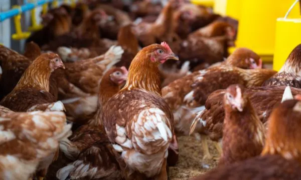 Minsalud modifica requisitos sanitarios para plantas de beneficio avícola (Freepik)