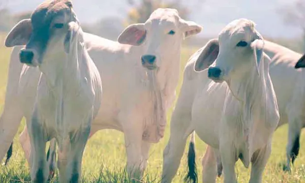 Gobierno-medidas-controlar(Minagricultura)