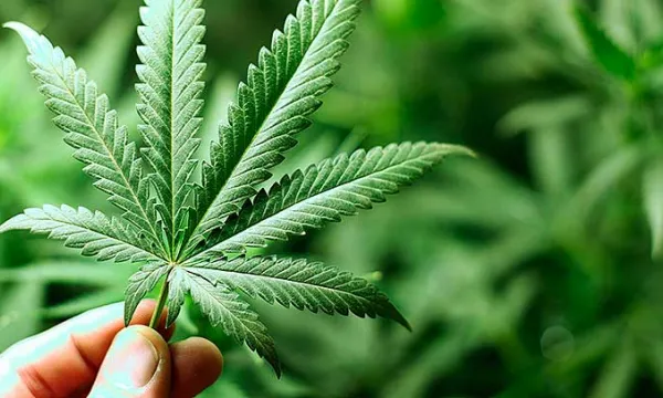 marihuana-cannabis-drogasshut.jpg