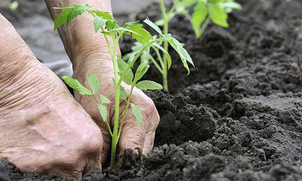 agricultura-cultivador-sembradothink-1509241604.jpg