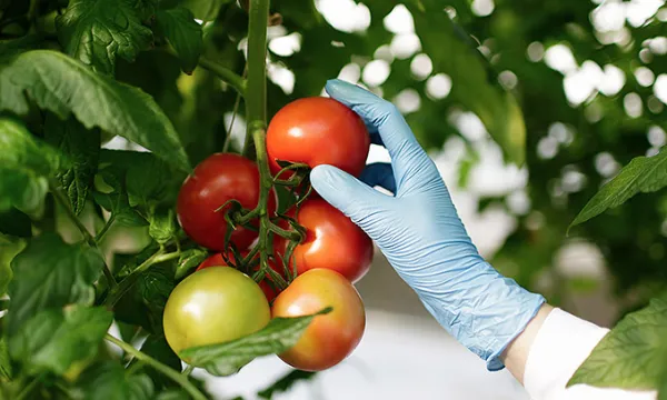 alimentos-laboratorio-tomates1big-1509242266.jpg
