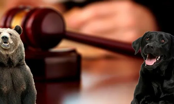 animales-justicia-derecho1composicion-ladymedina-1509241668.jpg