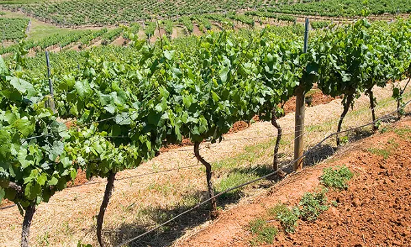 cultivos-campo-sembradosthink-1509242041.jpg