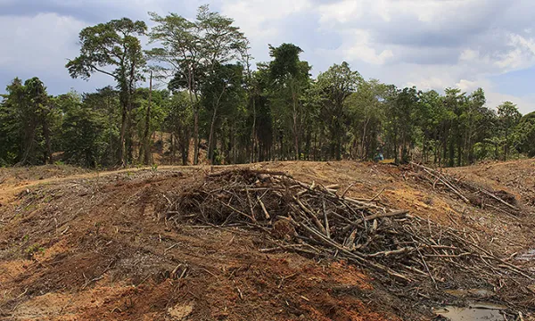 dac3b1oecologico-deforestacion-medioambienteshut-1509241621.jpg