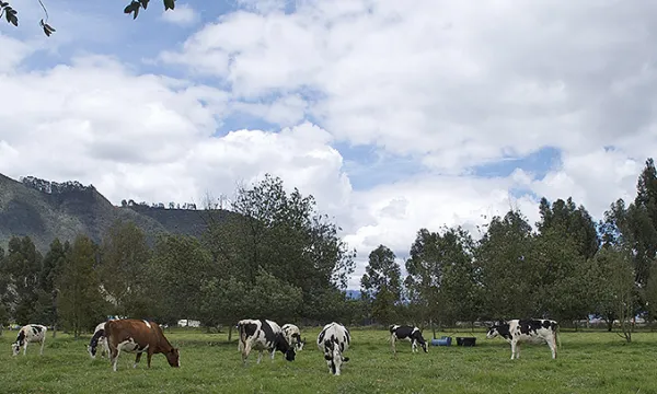 ganado-finca-terreno2mac-1509241650.jpg