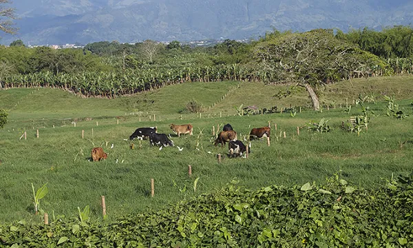 ganado-finca-terrenomac-1509241746.jpg