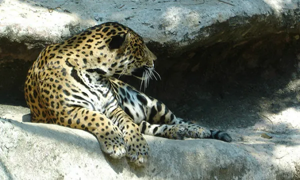 leopardo-zoologico-faunamac-1509242118.jpg