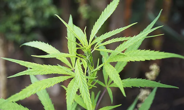 marihuana-cannabis-drogasmac-1509241779.jpg
