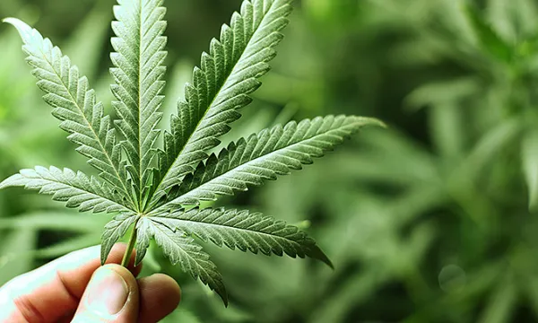marihuana-cannabis-drogasshut-1509242156.jpg