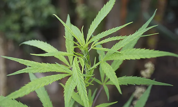 marihuana-drogas-estupefacientesmac-1509242220.jpg