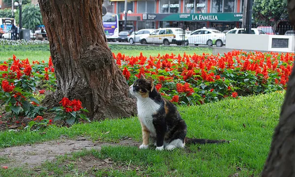 mascotas-animales-gatosmac-1509242058.jpg