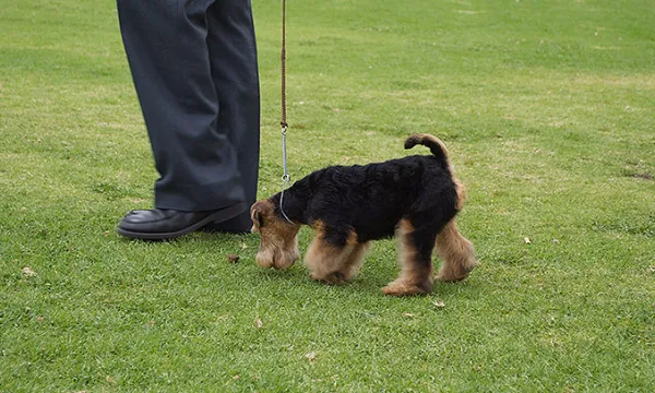 mascotas-animales-perrosmac-1509241752.jpg