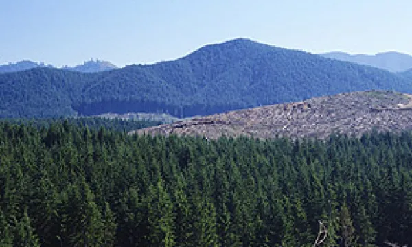medi-120130-17-forestal1-1509244117.jpg