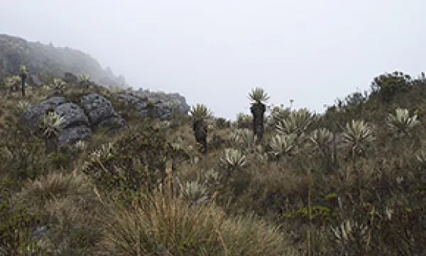 medi-160109-01paramomac-1509242378.jpg