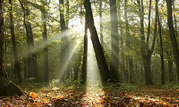 medi120628bosque1-1509243996.jpg