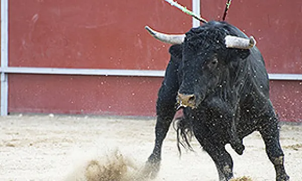 medi121102toro1-1509243854.jpg