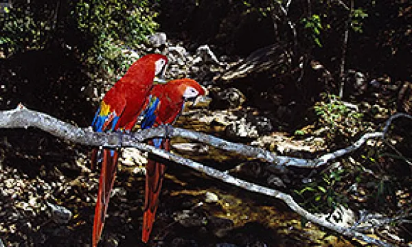 medi121203guacamayas1-1509243832.jpg