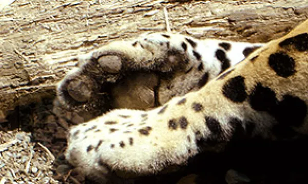 medi131203animales1-1509243451.jpg