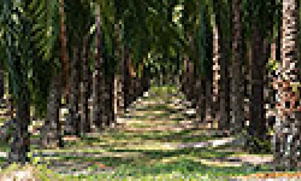 medi140318palmaafricana-1509243345.jpg
