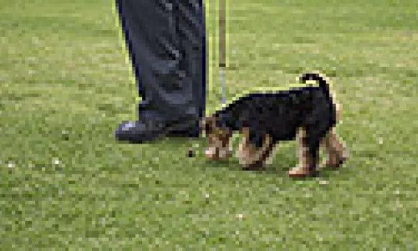 medi141504mascotas-1509243303.jpg
