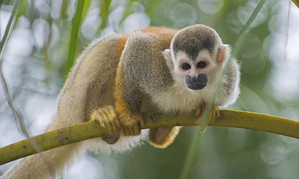 medi150302primates20think-1509242330.jpg