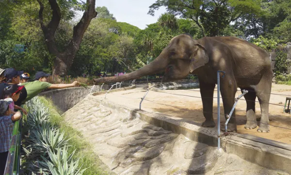 medioambiente-animalesbigstock-1509241646.jpg