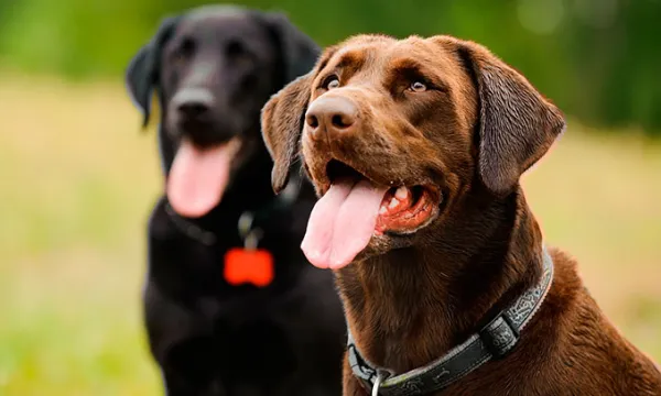 perro-cafe-labradorbig-1509241601.jpg