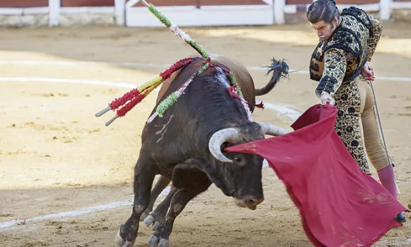 toros-corridas-animales-1509241851.jpg
