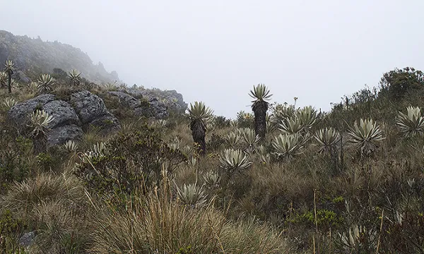 paramo-reserva-frailejonesmac.jpg