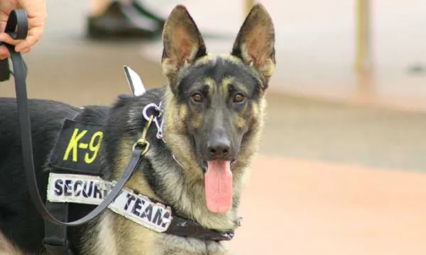 perro-antiexplosivo-policiabig.jpg