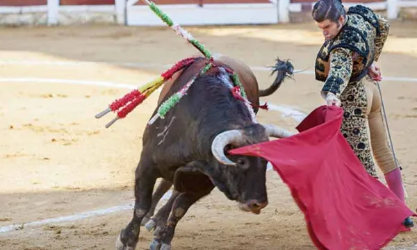 toros-corridas-animales.jpg