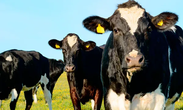 vacas-ganaderia-campobigstock.jpg
