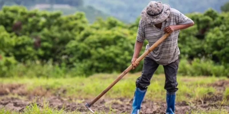 Se creó el Sistema Nacional de Insumos Agropecuarios y se fortalece el financiamiento a pequeños productores (Fiduagraria)